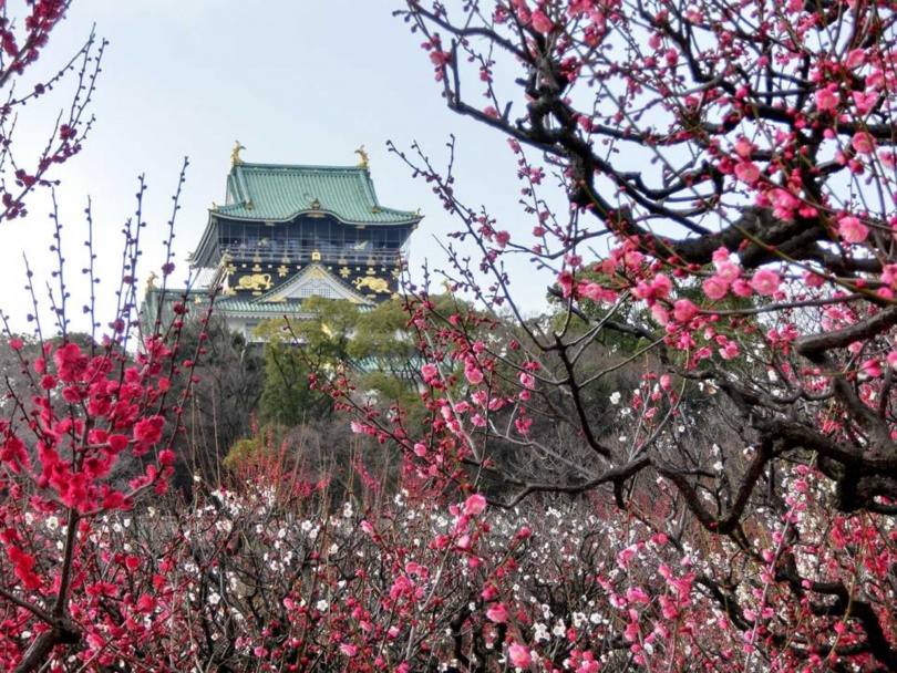 寒假及農曆春節適逢日本賞梅季，屆時不妨前往人氣景點打卡賞花。（圖／大阪觀光局提供）
