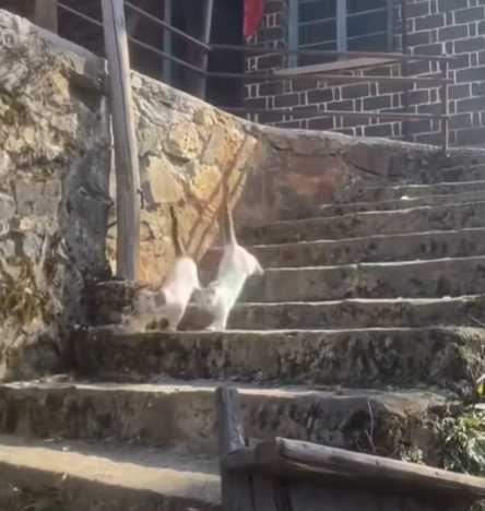 貓咪複製貼上畫面。（圖／翻攝自臉書）