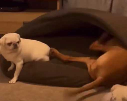 床上遭遇不速之客,大狗用後踢解決。(圖/翻攝自臉書)