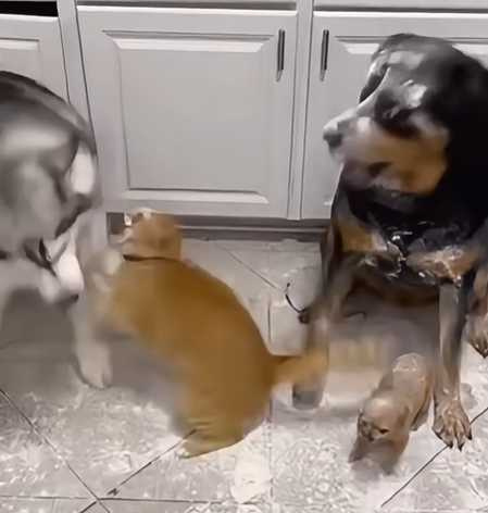 家養動物把廚房搞髒,貓咪遭背刺氣炸。(圖/翻攝自臉書)