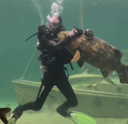 飼養員給石斑魚抱抱。（圖／翻攝自臉書）