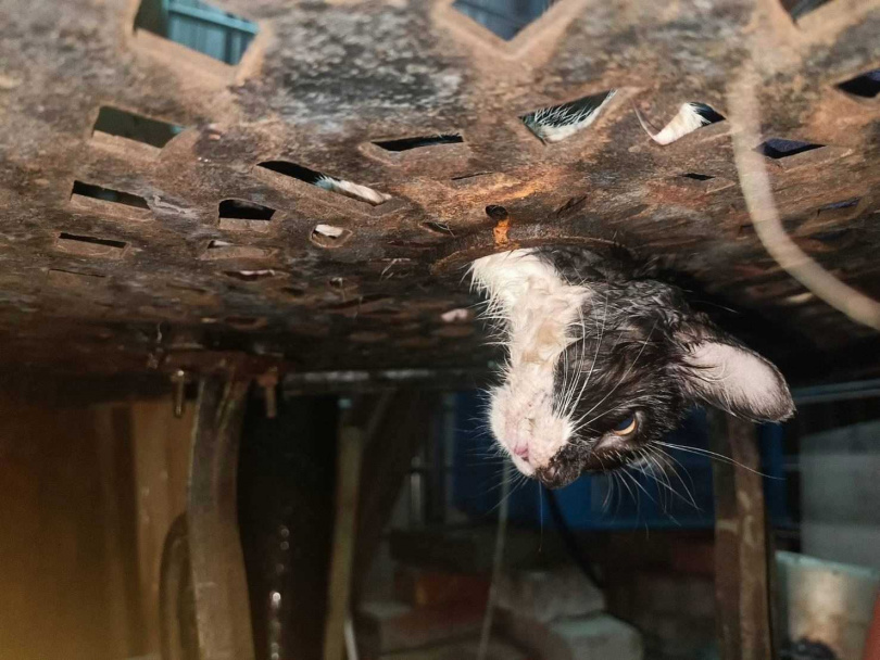 小貓卡卡活潑可愛，如今正在動物之家等待終身歸宿。（圖／新北市動保處提供）