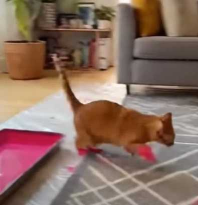 貓咪踩完顏料後在家裡亂竄。(圖/翻攝自臉書)