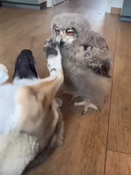 雪鴞跑去吵醒狗狗。（圖／翻攝自臉書）