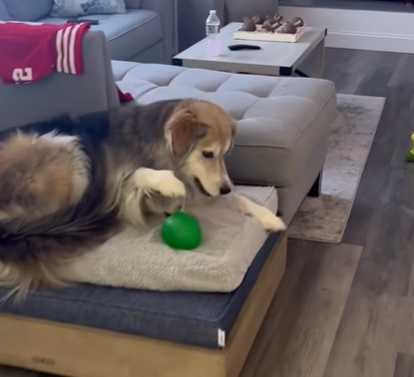 哈士奇吃碎冰。(圖/翻攝自臉書)