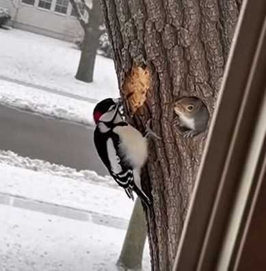 啄木鳥發出聲響，松鼠極度不爽。（圖／翻攝自臉書）