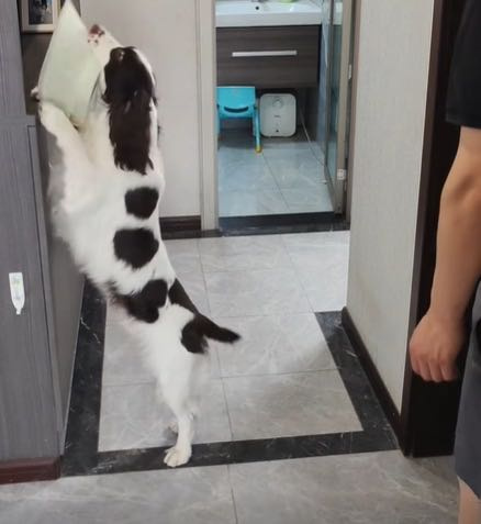 史賓格被網友狂讚聰明。（圖／翻攝自臉書）