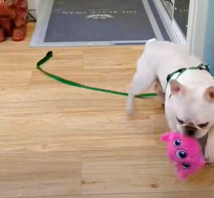 法鬥脾氣好，但卻被主人惹得超不爽。（圖／翻攝自臉書）