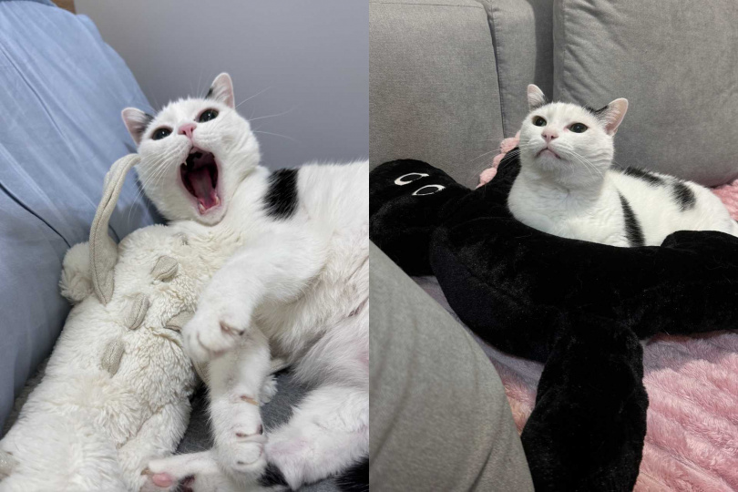 福田曾因廁所門被關起來，只好在貓窩裡大小便，讓鶴The Crane相當內疚。（圖／鶴The Crane提供）