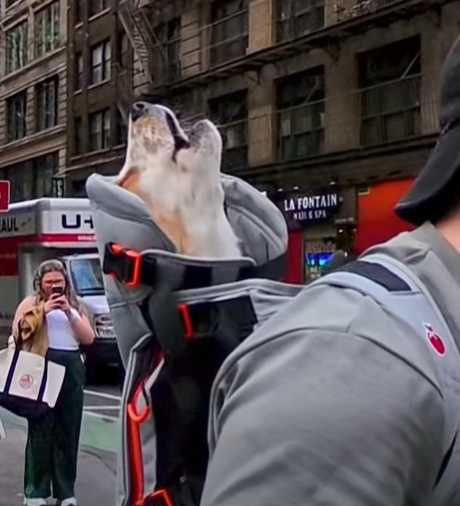 狗狗發出鳴笛聲。(圖/翻攝自臉書)