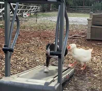 狗狗上跑步機,鵝在後方督促。(圖/翻攝自臉書)