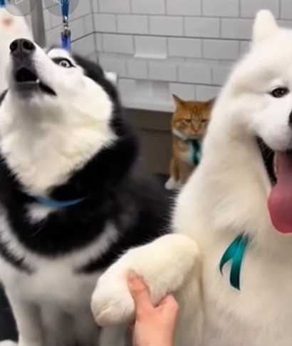 哈士奇沒被剪指甲,卻在那邊哀號。(圖/翻攝自臉書)