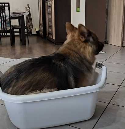 德國牧羊犬的行為不禁令人好奇牠其實是一隻貓。（圖／翻攝自臉書）