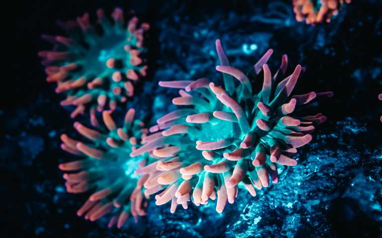 散發螢光的珊瑚（圖／屏東海生館提供）