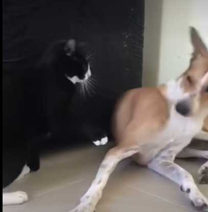 貓咪突然巴了狗狗的臉，狗狗嚇到。（圖／翻攝自臉書）