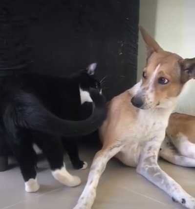 白襪黑貓慢慢接近狗狗。（圖／翻攝自臉書）