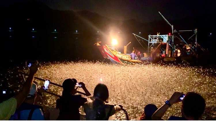 北海岸的百年傳統磺火捕魚「蹦火仔」