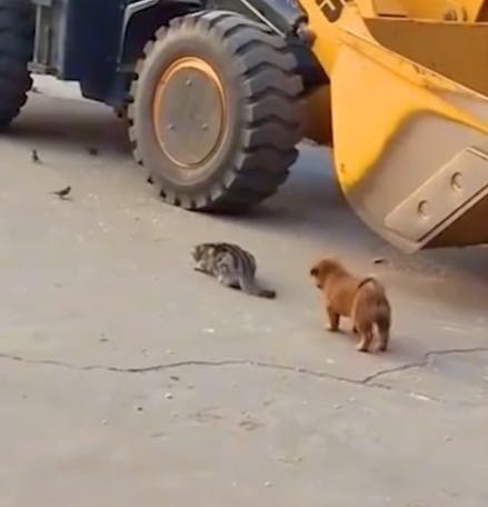 貓咪獵鳥，狗在後面鬧。（圖／翻攝自臉書）