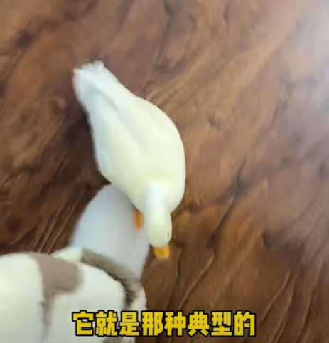 柯爾鴨脾氣暴躁,主人想到方法制牠。(圖/翻攝自臉書)