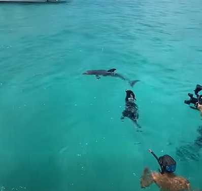 狗狗下水和海豚互動。（圖／翻攝自臉書）