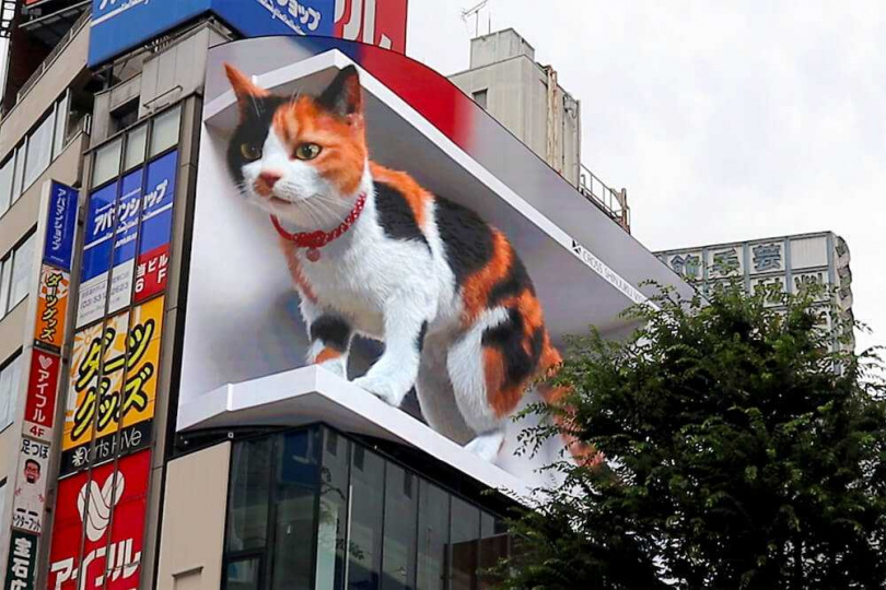 圖片來源：新宿東口の猫