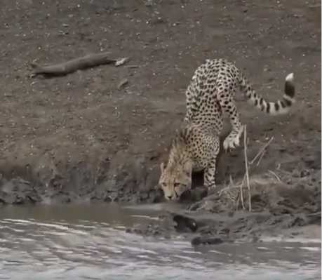 獵豹在河邊喝水。（圖／翻攝自臉書）