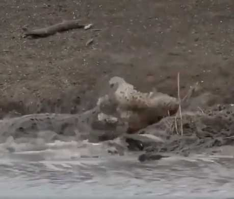 獵豹在河邊喝水，下秒被鱷魚拖入水中。（圖／翻攝自臉書）