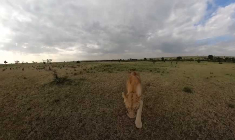 母獅叼著攝影機在草原奔跑。（圖／翻攝自《紐約郵報》YouTube頻道）