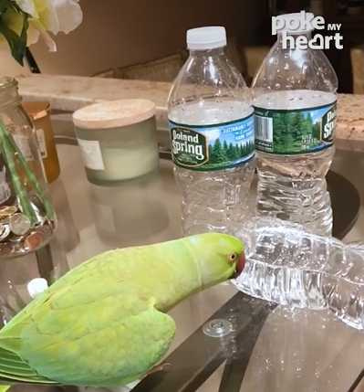 小鸚鵡進攻水瓶。（圖/翻攝自臉書）