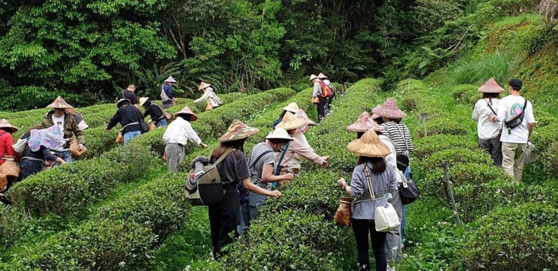 百年日治茶文化體驗（圖／文山農場提供）