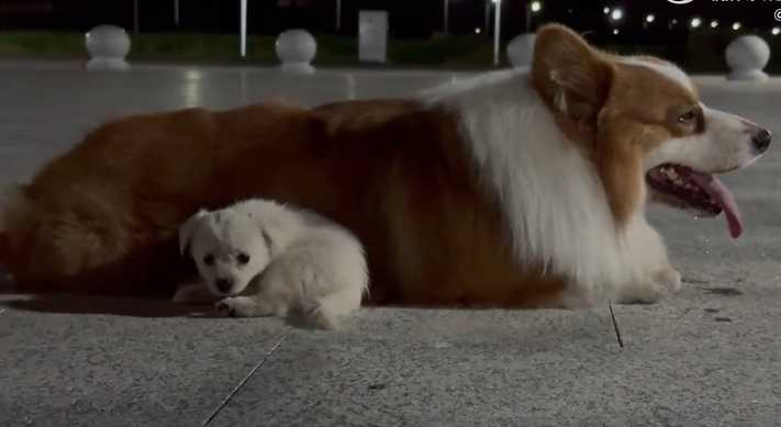 柯基近日散步時撿到小奶狗，叼回主人身邊求收編，可愛畫面感動無數網友。（圖／翻攝影片）