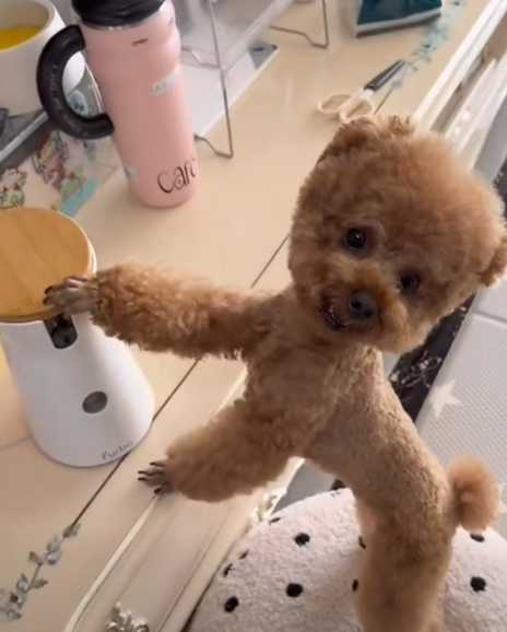 小貴賓被哥哥欺負，急著找主人討公道。（圖／翻攝自臉書）