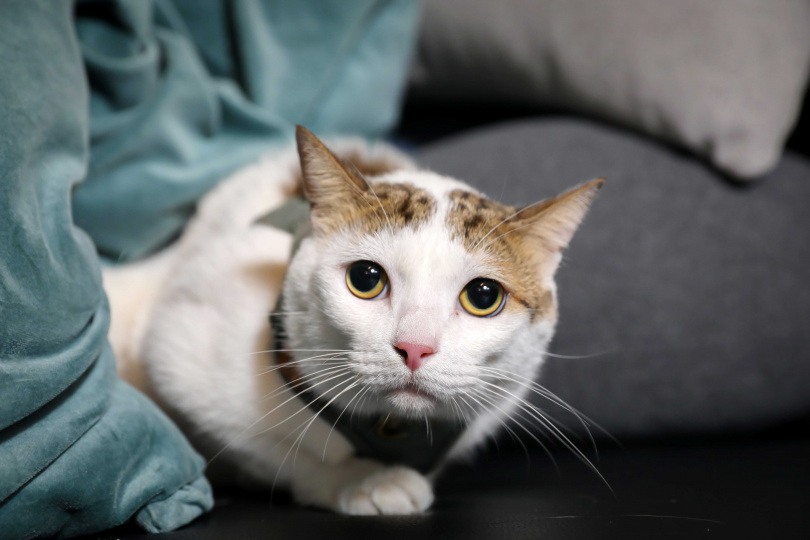 由於黃新皓工作太忙，愛貓秋咪忍不住向溝通師抱怨。（圖／侯世駿攝）