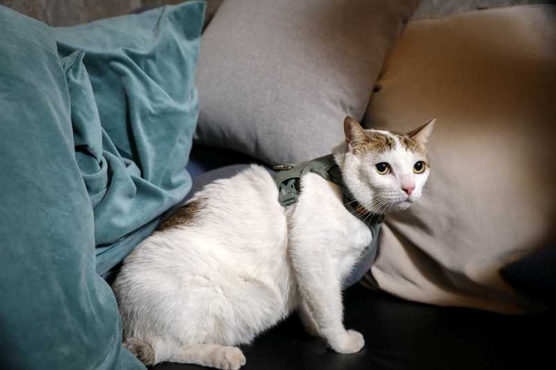 秋咪的年紀之謎讓黃新皓哭笑不得。（圖／侯世駿攝）