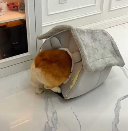 狗窩被貓佔據，柯基只好住進套房。（圖／翻攝自臉書）