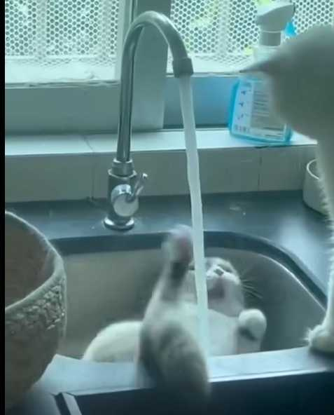 貓咪慵懶躺在水槽裡。（圖／翻攝自臉書）