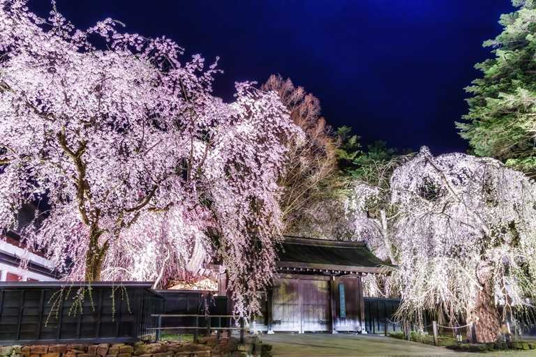 這裡由多個武士宅邸所組成，沿著宅邸間街道有著約400棵的枝垂櫻樹，其中還有162棵被指定為日本國家天然紀念物。