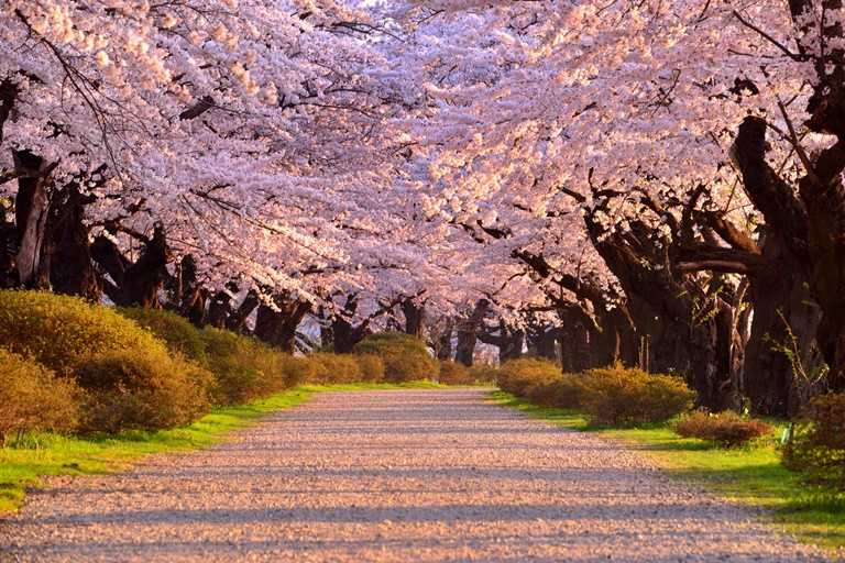 一般有上千株的櫻花樹已是頗具規模的賞櫻景點，而岩手縣的「北上展勝地」卻有多達一萬株的櫻花樹。