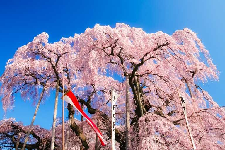 有別於以數量取勝的賞櫻景點，「三春瀧櫻」僅以一株紅枝垂櫻便成為知名的賞櫻勝地。