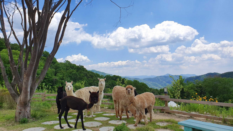 旅客可在賞櫻之餘造訪韓國最大的森林動物王國「羊駝世界」。