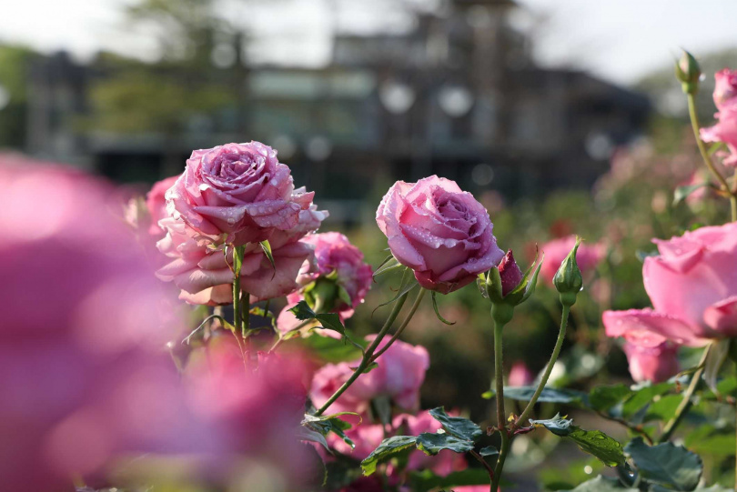 台北晶華酒店推出「玫好年華」住房專案，安排房客搭乘「臺北雙層觀光巴士」前往花博新生園區，探訪北臺灣最大的玫瑰花園。