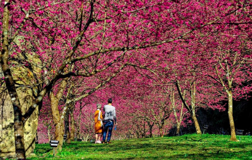 日月潭主題樂園內種植近約5千棵的櫻花，盛開時美不勝收。（圖／九族文化村提供）