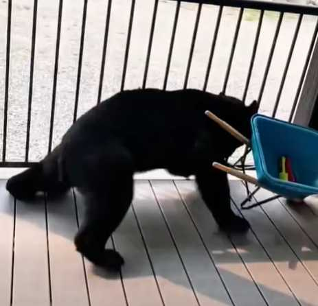 大熊搞事特輯。（圖／翻攝自臉書）