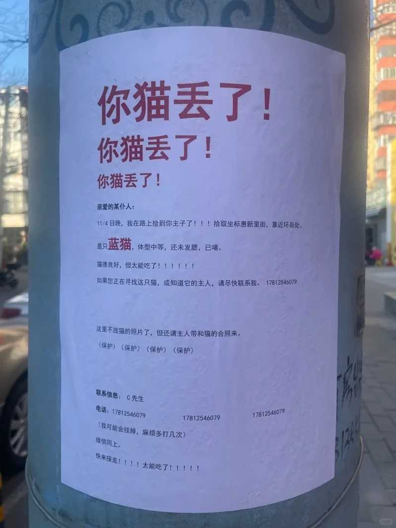 好心人撿到英國短毛貓暫時收容，卻被貓的超大食量嚇到叫不敢，只好張貼公告找主人，所幸貓咪最終順利回家。（圖／翻攝畫面）