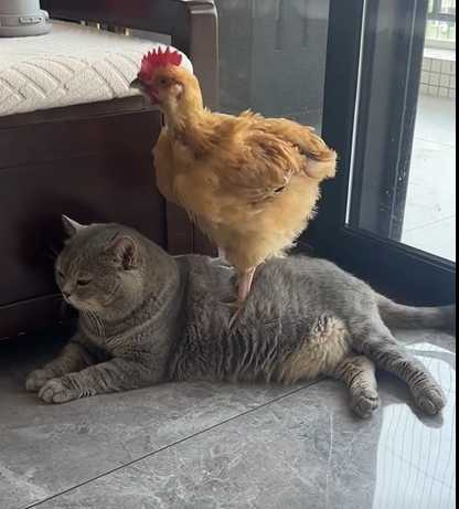 小雞長大成人變公雞。（圖／翻攝自臉書）
