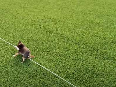 主人坐在原地就能讓狗狗放電。（圖／翻攝自臉書）