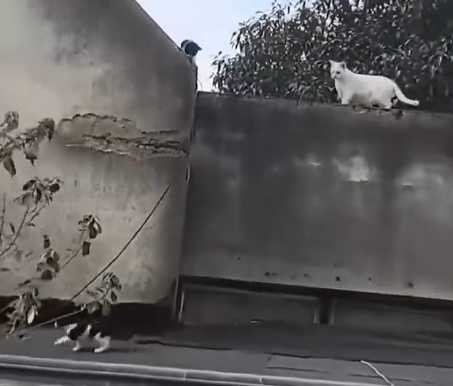 貓咪爬牆越挫越勇，激勵人心。（圖／翻攝自臉書）