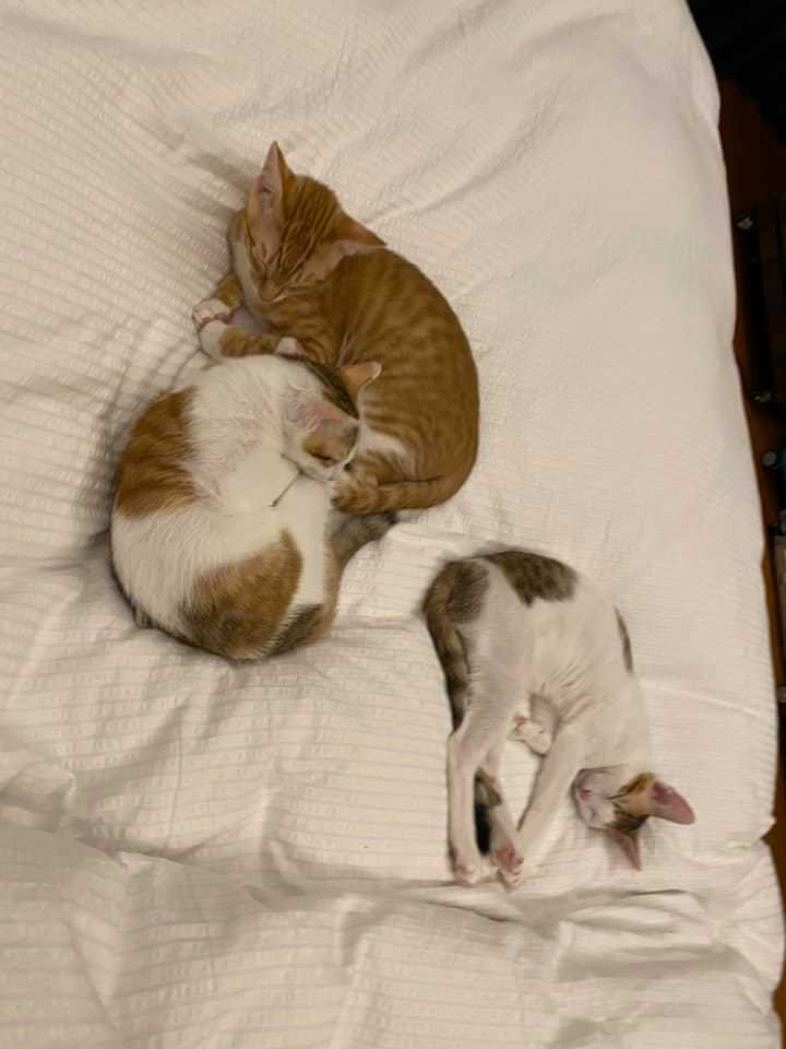 原本規定貓不能上床，但郁方無奈表示三貓現在在她床上睡得可爽了。（圖／翻攝自郁方臉書）