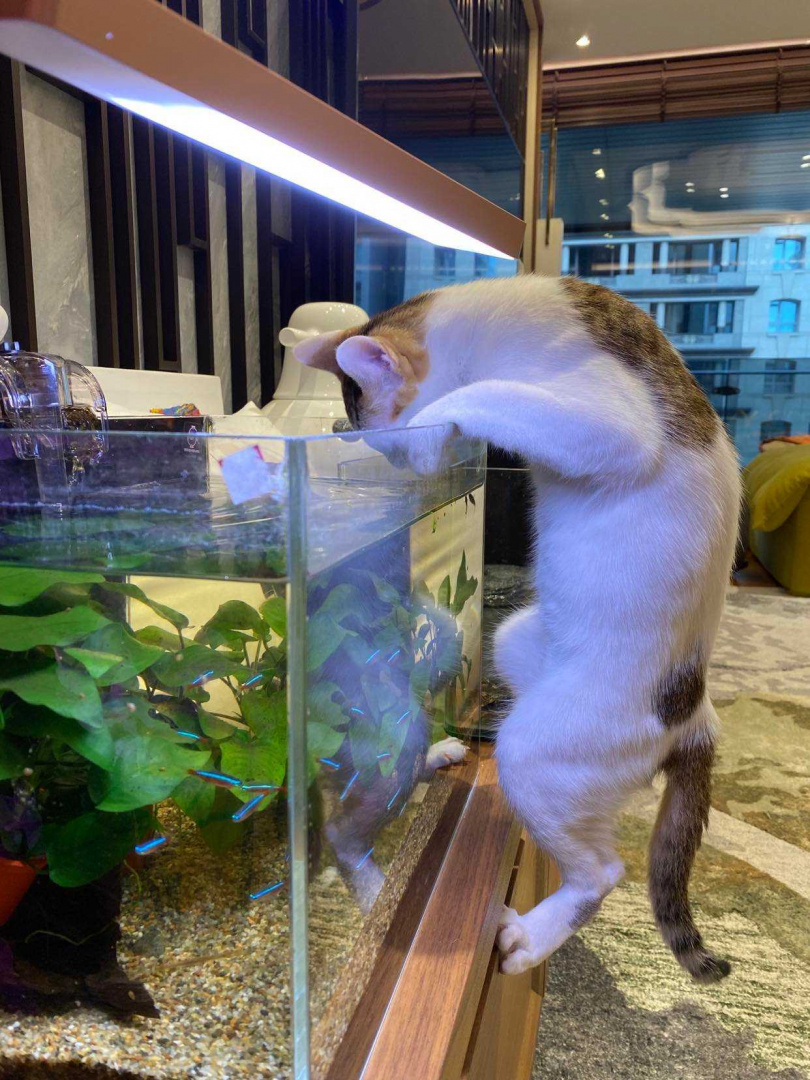 腿力強見的貓咪經常會爬在魚缸邊緣盯著魚瞧，或是猛喝「魚湯」（魚缸水），讓郁方很緊張。（圖／郁方提供）