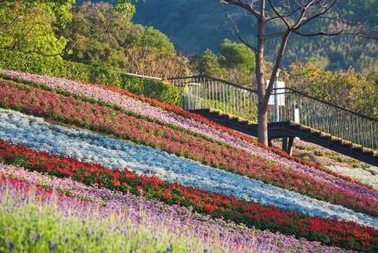 三層崎公園花海將於1月17日盛大開幕，今年以「彩色浪花海」為主題，打造猶如童話世界的美景。（圖／公園處提供）